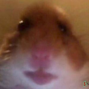 Meet your Posher, Harrison